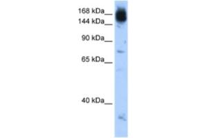 Western Blotting (WB) image for anti-Non-SMC Condensin I Complex, Subunit D2 (NCAPD2) antibody (ABIN2462956) (NCAPD2 antibody)