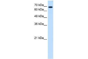 Ribophorin II antibody used at 0. (Ribophorin II antibody  (N-Term))