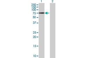 Western Blot analysis of VTN expression in transfected 293T cell line by VTN MaxPab polyclonal antibody. (Vitronectin antibody  (AA 1-478))