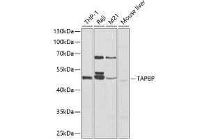 Western blot analysis of extracts of various cell lines, using TAPBP antibody (ABIN6132744, ABIN6148847, ABIN6148849 and ABIN6217320) at 1:1000 dilution. (TAPBP antibody  (AA 30-260))