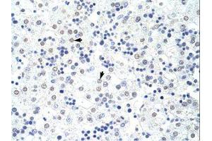 Image no. 1 for anti-Heterogeneous Nuclear Ribonucleoprotein L (HNRNPL) (AA 281-330) antibody (ABIN203218) (HNRNPL antibody  (AA 281-330))