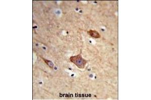 Formalin-fixed and paraffin-embedded human brain tissue reacted with NXPH1 Antibody (N-term), which was peroxidase-conjugated to the secondary antibody, followed by DAB staining. (Neurexophilin 1 antibody  (N-Term))