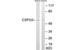 Western blot analysis of extracts from COLO/HeLa cells, using CSPG5 Antibody. (CSPG5 antibody  (AA 211-260))