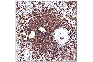IHC testing of human spleen stained with 158-4D3 mAb. (CD45RA antibody)