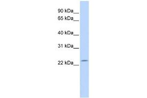 RP11-529I10. (DPCD antibody  (N-Term))