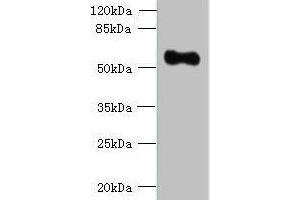 Western blot All lanes: OSGIN2 antibody at 0. (OSGIN2 antibody  (AA 1-250))