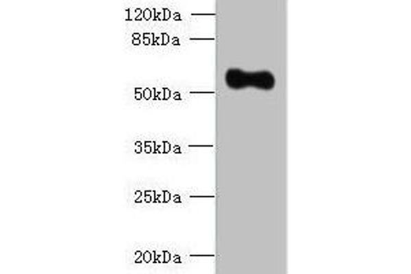 OSGIN2 Antikörper  (AA 1-250)