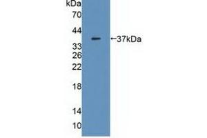 Figure. (MDH2 antibody  (AA 25-338))