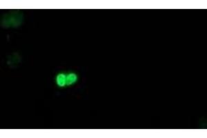 Image no. 2 for anti-Polymerase (RNA) II (DNA Directed) Polypeptide E, 25kDa (POLR2E) antibody (ABIN1500335)