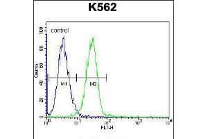 Flow cytometric analysis of K562 cells (right histogram) compared to a negative control cell (left histogram). (UAP1L1 antibody  (N-Term))