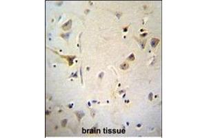 AGBL5 Antibody (N-term) (ABIN655730 and ABIN2845177) immunohistochemistry analysis in formalin fixed and paraffin embedded human brain tissue followed by peroxidase conjugation of the secondary antibody and DAB staining. (AGBL5 antibody  (N-Term))