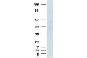 Validation with Western Blot (Fgr Protein (Transcript Variant 1) (Myc-DYKDDDDK Tag))