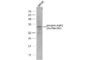 Dog MDCK lysates probed with phospho-AQP2(Ser264+261) Polyclonal Antibody, Unconjugated  at 1:2000 dilution and 4˚C overnight incubation. (AQP2 antibody  (pSer261, pSer264))