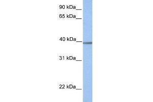 WB Suggested Anti-AMT Antibody Titration: 0. (Aminomethyltransferase antibody  (N-Term))