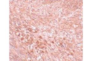 Immunohistochemical staining of mouse kidney tissue with SEC16B polyclonal antibody  at 5 ug/mL dilution.