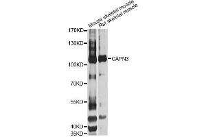 Western blot analysis of extracts of various cell lines, using CAPN3 Antibody (ABIN1871434) at 1:1000 dilution. (Calpain 3 antibody)