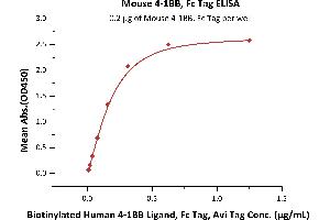 Immobilized Mouse 4-1BB, Fc Tag (ABIN2870706,ABIN2870707) at 2 μg/mL (100 μL/well) can bind Biotinylated Human 4-1BB Ligand, Fc Tag, Avi Tag (ABIN5954977,ABIN6253642) with a linear range of 0. (CD137 Protein (AA 24-211) (Fc Tag))