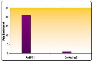 RNA pol II CTD phospho Ser5 antibody tested by ChIP analysis. (Rpb1 CTD antibody  (pSer5, Ser5))