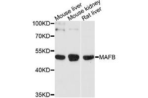 Western blot analysis of extracts of various cell lines, using MAFB antibody (ABIN4904280) at 1:1000 dilution. (MAFB antibody)