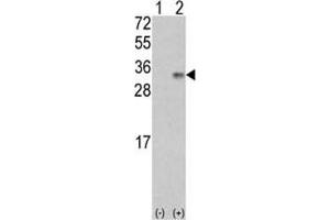 Western blot analysis of VEGFB antibody and 293 cell lysate (2 ug/lane) either nontransfected (Lane 1) or transiently transfected with the VEGF2/VEGFB gene (2). (VEGFB (VEGF2) (AA 110-139) antibody)