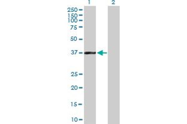 BAT4 antibody  (AA 1-356)