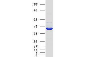 Validation with Western Blot (NECAB3 Protein (Transcript Variant 1) (Myc-DYKDDDDK Tag))