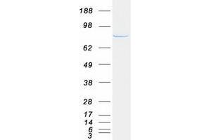 Validation with Western Blot (PFKM Protein (Myc-DYKDDDDK Tag))