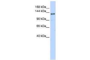 EIF4G2 antibody used at 1 ug/ml to detect target protein. (EIF4G2 antibody  (N-Term))