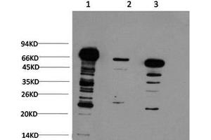 Western Blot analysis of 1) Hela, 2) 3T3, 3) Rat brain using Ubiquitin Monoclonal Antibody at dilution of 1:1000. (Ubiquitin antibody)