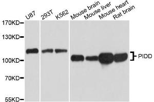 Western blot analysis of extracts of HEK-293 cell line, using PIDD antibody. (PIDD antibody)