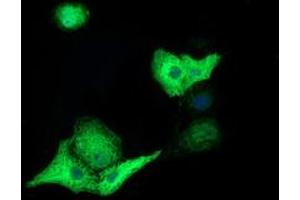 Anti-TACC3 mouse monoclonal antibody (ABIN2453829) immunofluorescent staining of COS7 cells transiently transfected by pCMV6-ENTRY TACC3 (RC210754). (TACC3 antibody)