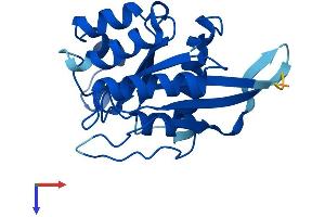 GIMAP Family P-Loop NTPase Domain Containing 1 (GIMD1) (AA 1-217) protein (His tag)