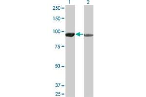 Western Blot analysis of AMPD2 expression in transfected 293T cell line by AMPD2 monoclonal antibody (M01), clone 2F5. (AMPD2 antibody  (AA 86-185))