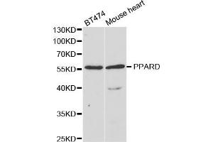 Western blot analysis of extracts of various cell lines, using PPARD antibody (ABIN5973301) at 1/1000 dilution. (PPARD antibody)