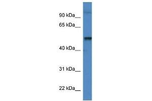 Western Blot showing Katna1 antibody used at a concentration of 1.