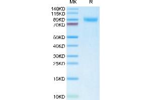 Mouse TEM7R on Tris-Bis PAGE under reduced condition. (PLXDC2 Protein (AA 31-455) (His tag))