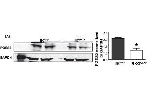 Altered PGES2 levels. (PGE2 antibody  (AA 281-384))