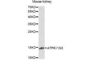 Western blot analysis of extracts of mouse kidney, using ATP6V1G3 antibody.