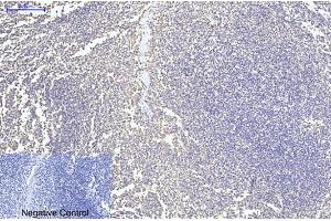 Immunohistochemical analysis of paraffin-embedded human tonsil tissue. (Cytochrome C antibody)