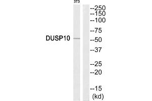 Western Blotting (WB) image for anti-Dual Specificity Phosphatase 10 (DUSP10) (C-Term) antibody (ABIN1852537) (DUSP10 antibody  (C-Term))