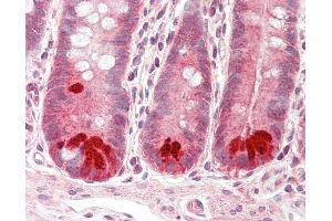 Anti-DPY19L1 antibody IHC staining of human small intestine. (DPY19L1 antibody  (AA 633-682))