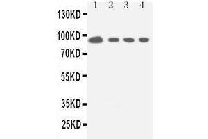 Anti-STAT5a antibody, Western blotting Lane 1: HELA Cell Lysate Lane 2: COLO320 Cell Lysate Lane 3: JURKAT Cell Lysate Lane 4: CEM Cell Lysate