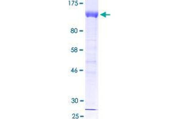 HIF1A Protein (AA 1-735) (GST tag)