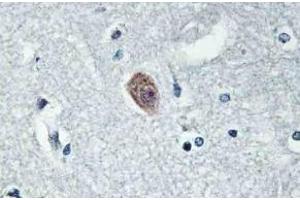 Immunohistochemistry (IHC) analyzes of Dok-6 pAb in paraffin-embedded human brain tissue.