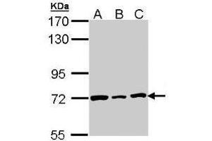 Western Blotting (WB) image for anti-Lamin B2 (LMNB2) (AA 221-460) antibody (ABIN497934)