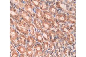 IHC-P analysis of stomach tissue, with DAB staining. (Factor VII antibody  (AA 315-433))