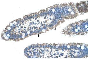 Human Intestine (S1PR5 antibody  (N-Term))