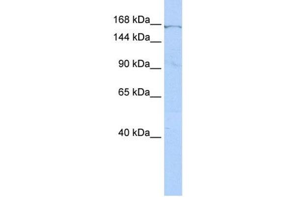 ZNF236 antibody