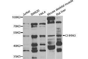 Western blot analysis of extracts of various cell lines, using CHRNG antibody (ABIN5975218) at 1/1000 dilution. (CHRNG antibody)