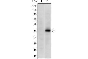 Western blot analysis using PAX4 mAb against HEK293 (1) and PAX4(AA: 105-232)-hIgGFc transfected HEK293 (2) cell lysate. (PAX4 antibody)